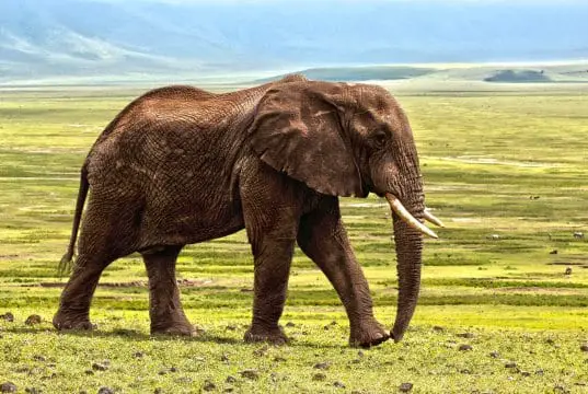 https://pixabay.com/photos/elephant-safari-animal-defence-1421167/