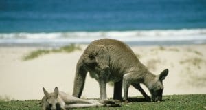 https://pixabay.com/photos/kangaroo-marsupial-australia-246777/