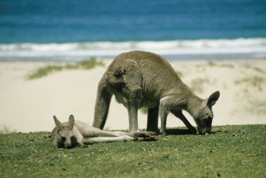 https://pixabay.com/photos/kangaroo-marsupial-australia-246777/