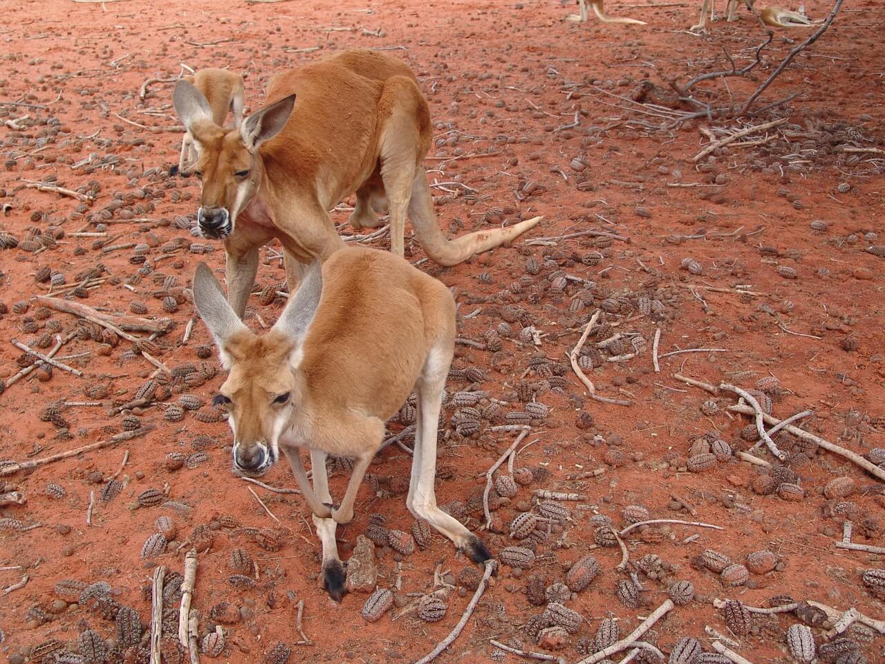 //pixabay.com/photos/kangaroo-red-large-australia-261739/