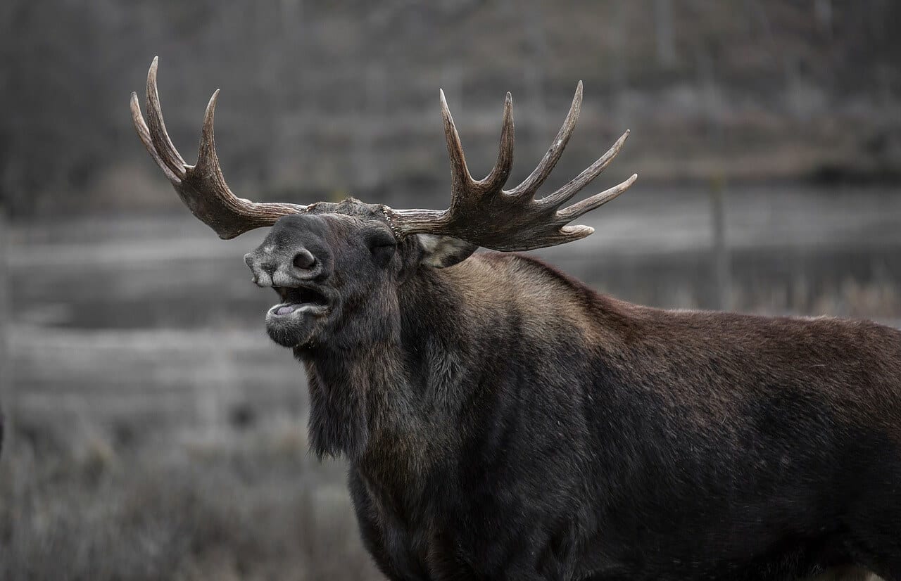 //pixabay.com/photos/moose-bull-elk-yawns-602659/