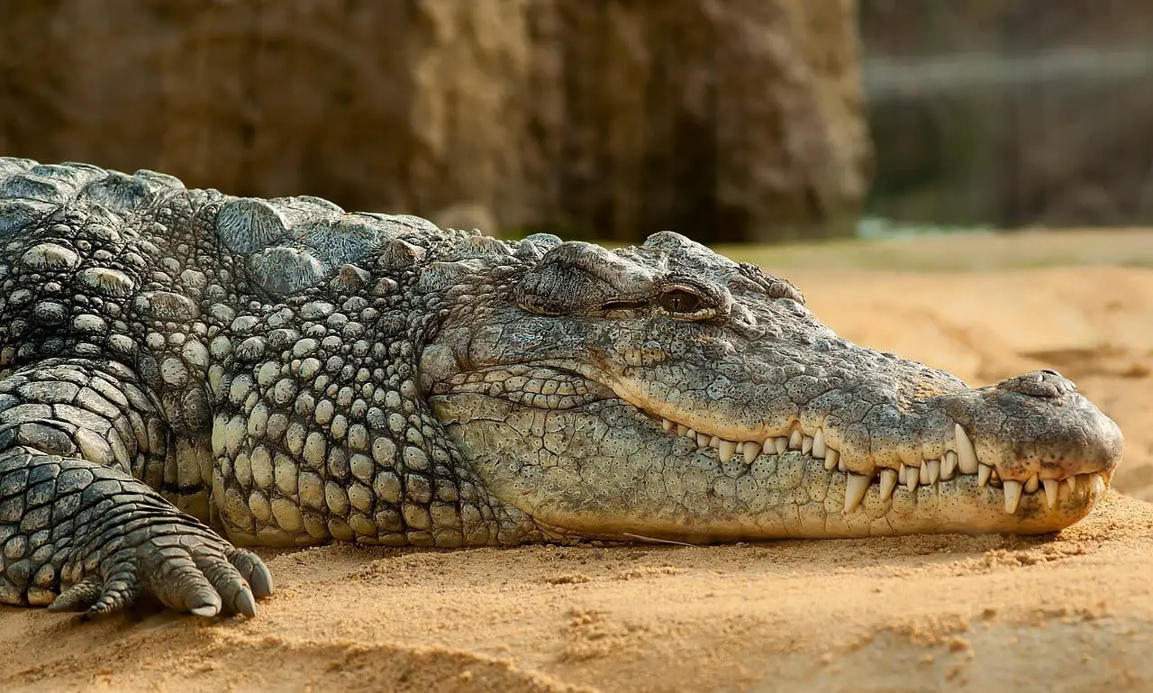 //pixabay.com/photos/nile-crocodile-crocodile-alligator-245013/