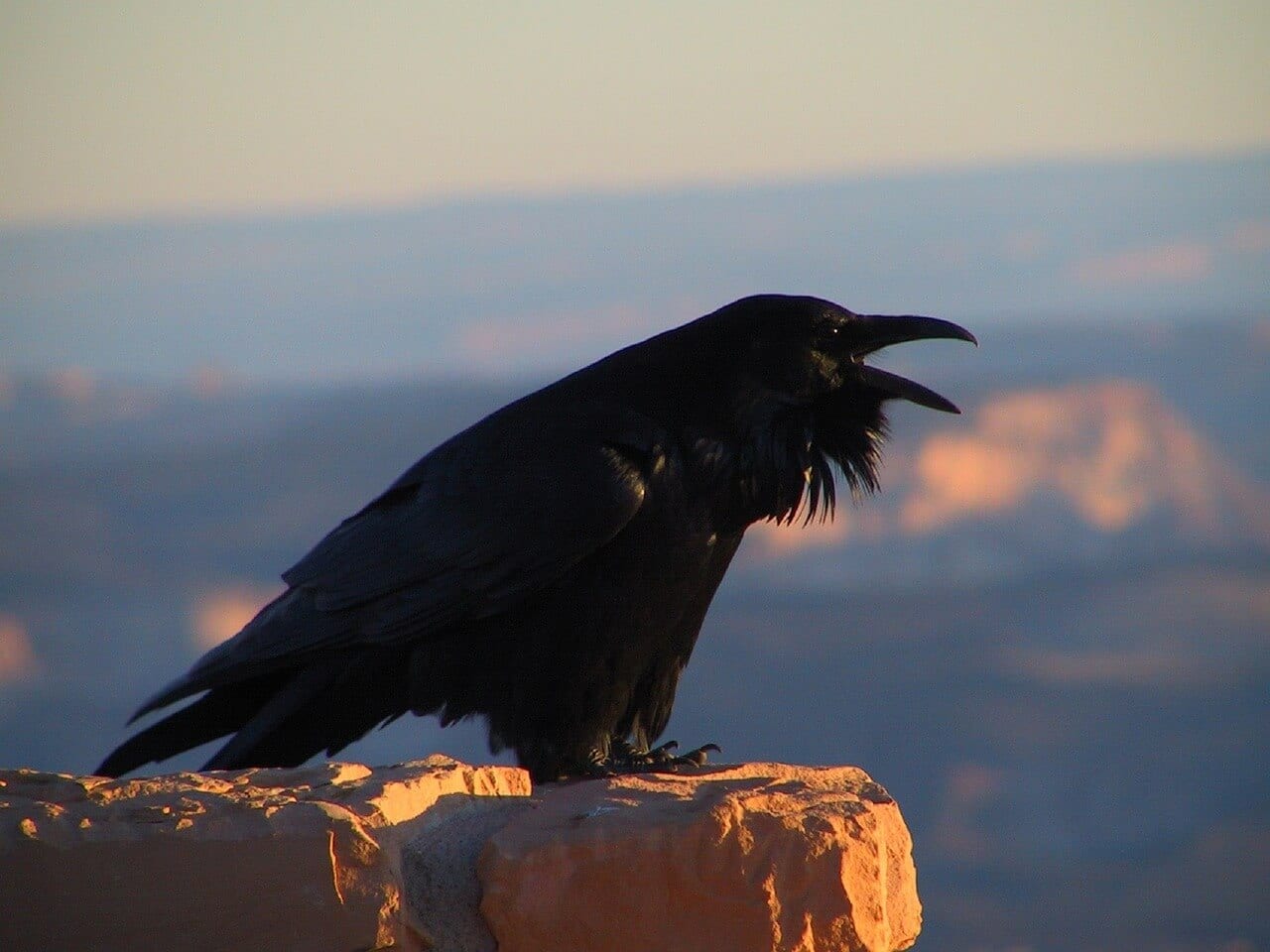 //pixabay.com/photos/raven-blackbird-corvus-crow-black-2060767/