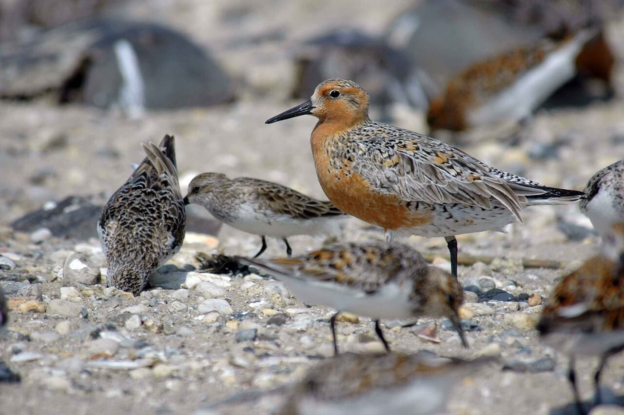 //pixabay.com/photos/rufa-canutus-calidris-sand-red-386873/