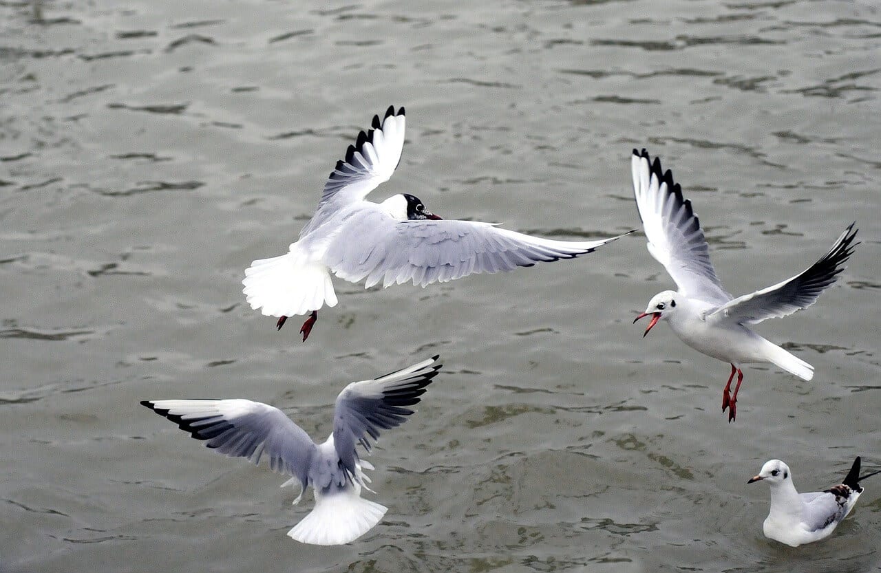 //pixabay.com/photos/silver-gull-black-headed-gull-sea-631225/
