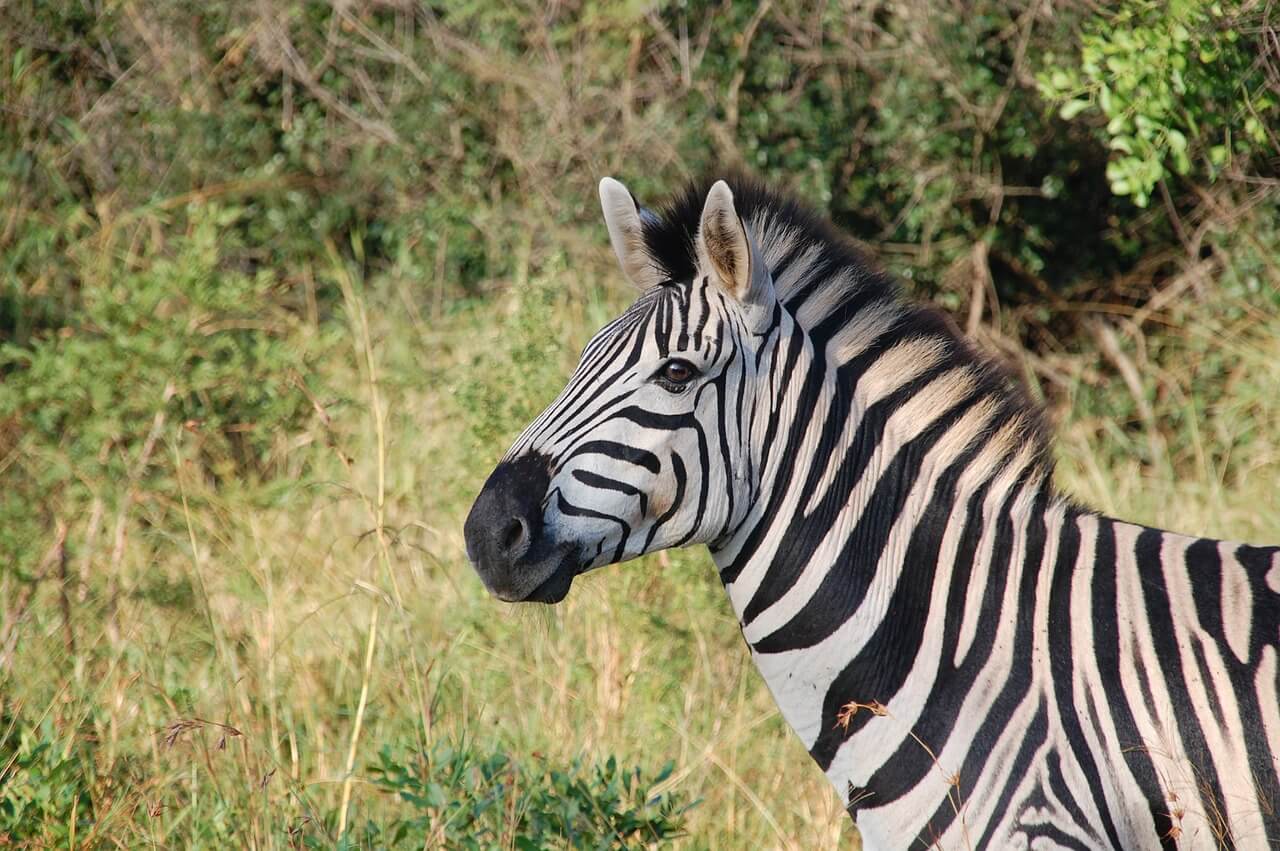 The Wildlife of Victoria Falls National Park - Animals Network