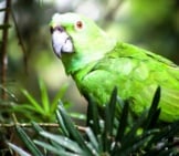 Yellow-Naped Amazon Parrot Photo By: Marco Verch Professional Photographer And Speaker Https://Creativecommons.org/Licenses/By-Sa/2.0/ 