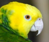 Yellow-Headed Amazon Photo By: Charles Patrick Ewing Https://Creativecommons.org/Licenses/By-Sa/2.0/ 