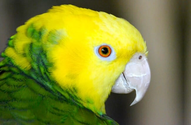 Yellow-Headed Amazon Photo by: Charles Patrick Ewing https://creativecommons.org/licenses/by-sa/2.0/ 