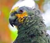 Orange-Winged Amazon Parrot, Known Locally As The “Loro Guaro” Photo By: Heather Paul Https://Creativecommons.org/Licenses/By-Sa/2.0/ 