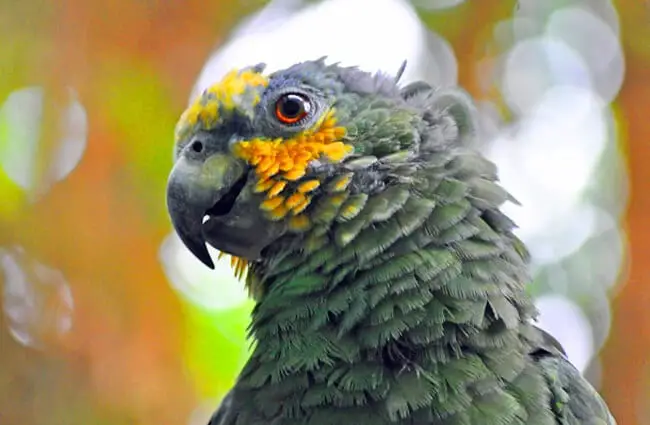 Orange-winged Amazon Parrot, known locally as the “Loro Guaro” Photo by: Heather Paul https://creativecommons.org/licenses/by-sa/2.0/ 
