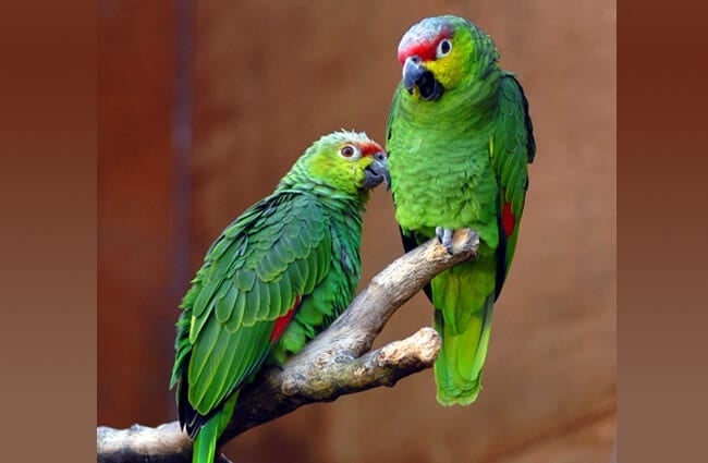 A pair of Ecuadorian Amazon Red-Lored Parrots Photo by: Steve Wilson https://creativecommons.org/licenses/by-sa/2.0/ 