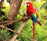 Scarlet Macaw Photo By: Jaime Olmo Https://Creativecommons.org/Licenses/By-Sa/2.0/ 