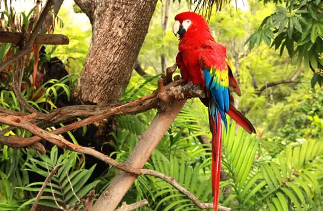 Parrots Habitat Rainforest