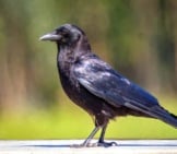 American Crow On The Backyard Fencephoto By: Becky Matsubarahttps://Creativecommons.org/Licenses/By/2.0/