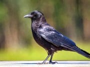 American Crow on the backyard fencePhoto by: Becky Matsubarahttps://creativecommons.org/licenses/by/2.0/