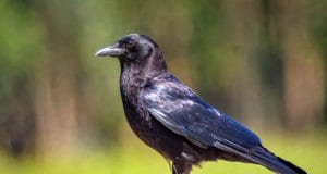American Crow on the backyard fencePhoto by: Becky Matsubarahttps://creativecommons.org/licenses/by/2.0/