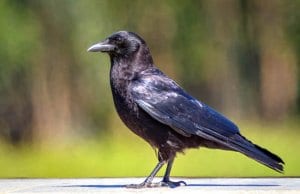 American Crow on the backyard fencePhoto by: Becky Matsubarahttps://creativecommons.org/licenses/by/2.0/