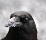 Closeup Of An American Crow Photo By: Cuatrok77 Https://Creativecommons.org/Licenses/By/2.0/ 