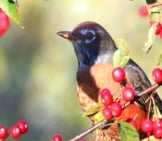 American Robin On A Berry Bush Photo By: Hernan Vargas Https://Creativecommons.org/Licenses/By-Sa/2.0/ 