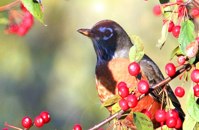 American Robin on a berry bush Photo by: Hernan Vargas https://creativecommons.org/licenses/by-sa/2.0/ 