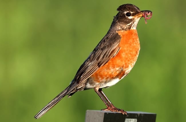 American Robin perched on a fence Photo by: John Benson https://creativecommons.org/licenses/by-sa/2.0/ 