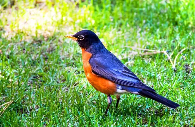 American Robin on the front lawn Photo by: Christopher Henry https://creativecommons.org/licenses/by-sa/2.0/ 