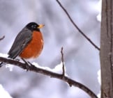 American Robin On A Snowy Branch Photo By: Laura Wolf Https://Creativecommons.org/Licenses/By-Sa/2.0/ 