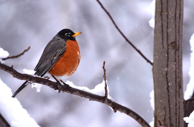 American Robin on a snowy branch Photo by: Laura Wolf https://creativecommons.org/licenses/by-sa/2.0/ 