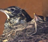 American Robin Mom In The Nest With Her Babies Photo By: Wisconsinkaaskop Https://Creativecommons.org/Licenses/By-Sa/2.0/ 
