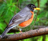 American Robinphoto By: Ken Gibsonhttps://Creativecommons.org/Licenses/By-Sa/2.0/