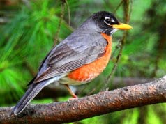 American RobinPhoto by: Ken Gibsonhttps://creativecommons.org/licenses/by-sa/2.0/