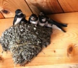 Barn Swallows In Their Nest -- Waiting For Dinner! Photo By: Jochen Schaft, Public Domain Https://Pixabay.com/Photos/Barn-Swallows-Muttergl%C3%Bcck-Swallows-2461911/ 