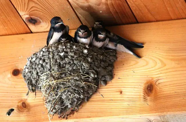 Barn Swallows in their nest -- waiting for dinner! Photo by: Jochen Schaft, public domain https://pixabay.com/photos/barn-swallows-muttergl%C3%BCck-swallows-2461911/ 