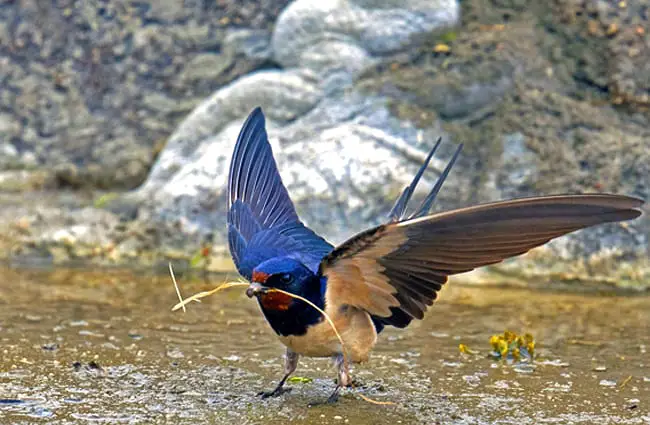 Beautiful Barn Swallow gathering nesting materials Photo by: Dr. Georg Wietschorke, public domain https://pixabay.com/photos/barn-swallow-schwalbe-songbird-bird-3511842/ 