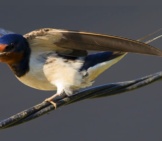 Barn Swallow Showing His Pretty Wings Photo By: Katsura Miyamoto Https://Creativecommons.org/Licenses/By/2.0/ 
