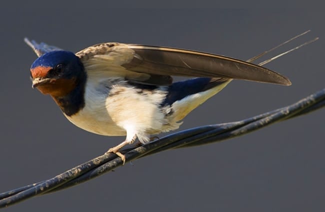 Barn Swallow showing his pretty wings Photo by: Katsura Miyamoto https://creativecommons.org/licenses/by/2.0/ 