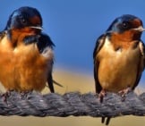 A Pair Of Horicon Marsh Barn Swallows On A Ropephoto By: Chumlee10Https://Creativecommons.org/Licenses/By/2.0/