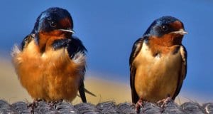 A pair of Horicon Marsh Barn Swallows on a ropePhoto by: chumlee10https://creativecommons.org/licenses/by/2.0/