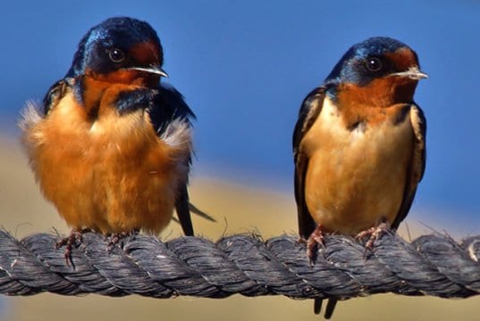A pair of Horicon Marsh Barn Swallows on a ropePhoto by: chumlee10https://creativecommons.org/licenses/by/2.0/