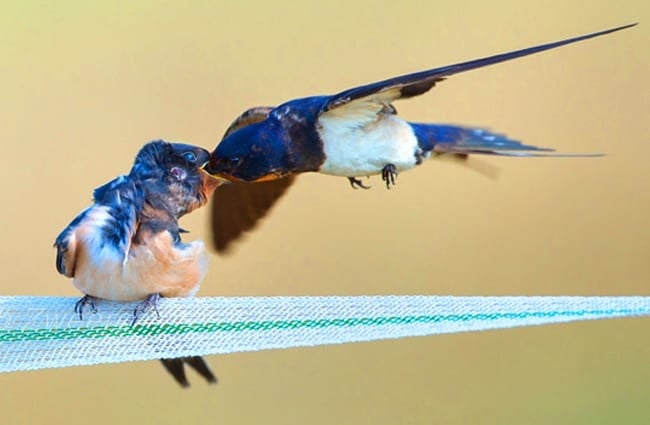 Adult Barn Swallow feeding its growing baby Photo by: Rob Zweers https://creativecommons.org/licenses/by/2.0/ 