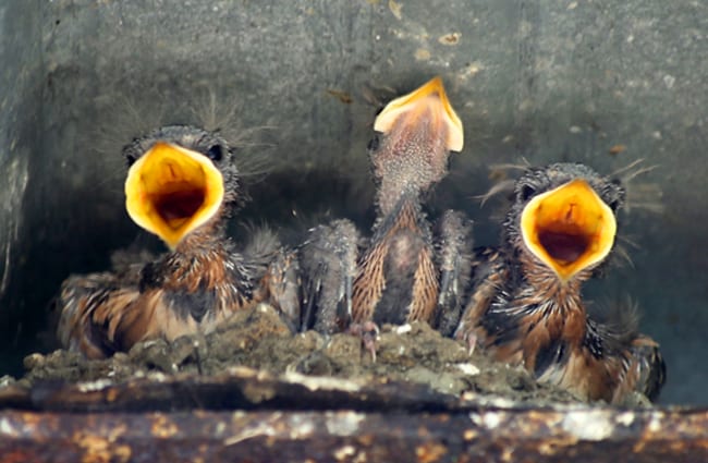 Hungry baby Barn Swallows Photo by: Jim, the Photographer https://creativecommons.org/licenses/by/2.0/ 