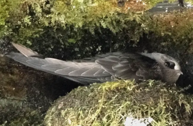 Black Swift on her nest Photo by: Terry Gray CC BY-SA 2.0 https://creativecommons.org/licenses/by-sa/2.0 