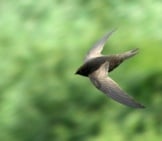 African Black Swiftphoto By: Alan Manson Cc By-Sa 2.0 Https://Creativecommons.org/Licenses/By-Sa/2.0