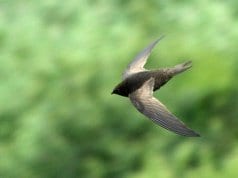 African Black SwiftPhoto by: Alan Manson CC BY-SA 2.0 https://creativecommons.org/licenses/by-sa/2.0