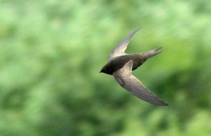 African Black SwiftPhoto by: Alan Manson CC BY-SA 2.0 https://creativecommons.org/licenses/by-sa/2.0