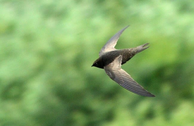 Black Swift - Description, Habitat, Image, Diet, and Interesting Facts