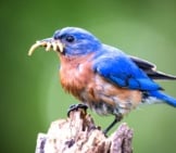 Bluebird Bringing Home Lunch Photo By: Dc Gardens Photo By Tom Stovall In The Meadowlark Botanical Gardens Https://Creativecommons.org/Licenses/By/2.0/ 