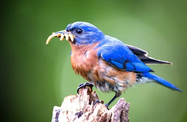 Bluebird bringing home lunch Photo by: DC Gardens Photo by Tom Stovall in the Meadowlark Botanical Gardens https://creativecommons.org/licenses/by/2.0/ 