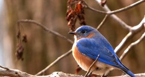 Bluebird Catching some raysPhoto by: Danielle Brigidahttps://creativecommons.org/licenses/by/2.0/